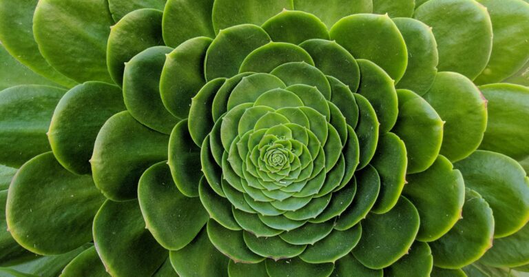 A close-up of a green succulent plant with thick, fleshy leaves arranged in a symmetrical, spiraling pattern (fractal)