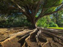 An image of a large tree with expose roots.
