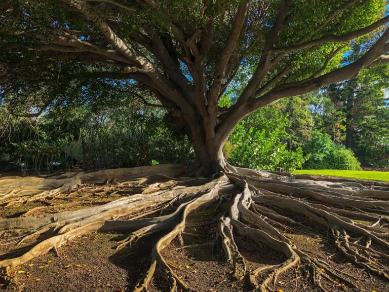 An image of a large tree with expose roots.